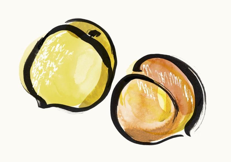 Illustration of two peaches.