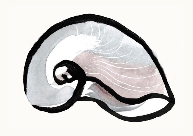 Illustration of a shell.